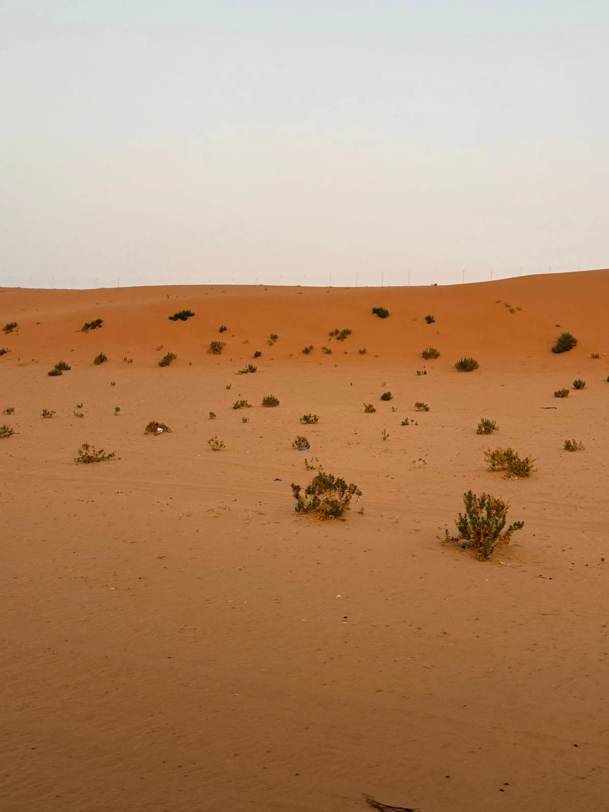 Scattered shrubs across sandy desert ground
