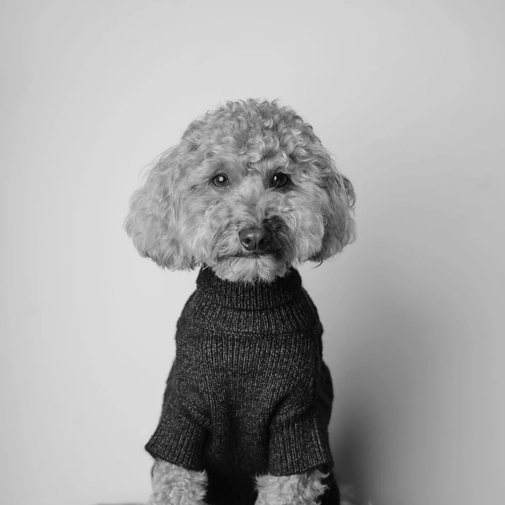 Vincent Van Dog