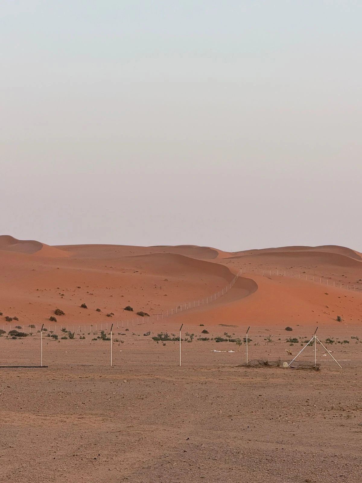 Curving dune ridges and sparse vegetation