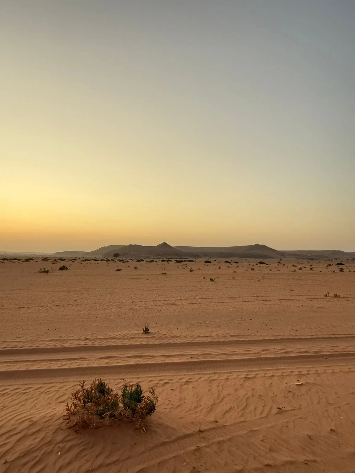 A desert shrub against a broad horizon of low mesas