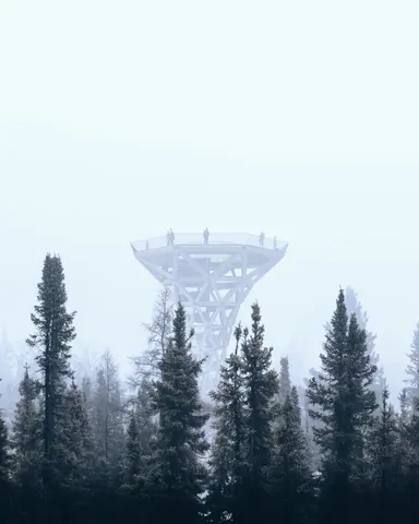 Misty view of the proposed timber observation tower rising above the Forest Restaurant treetops